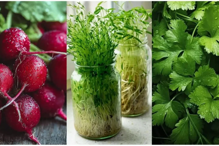 7 Bengali Shaak to Grow at Home This Winter