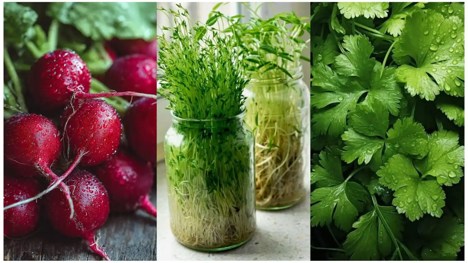 7 Bengali Shaak to Grow at Home This Winter