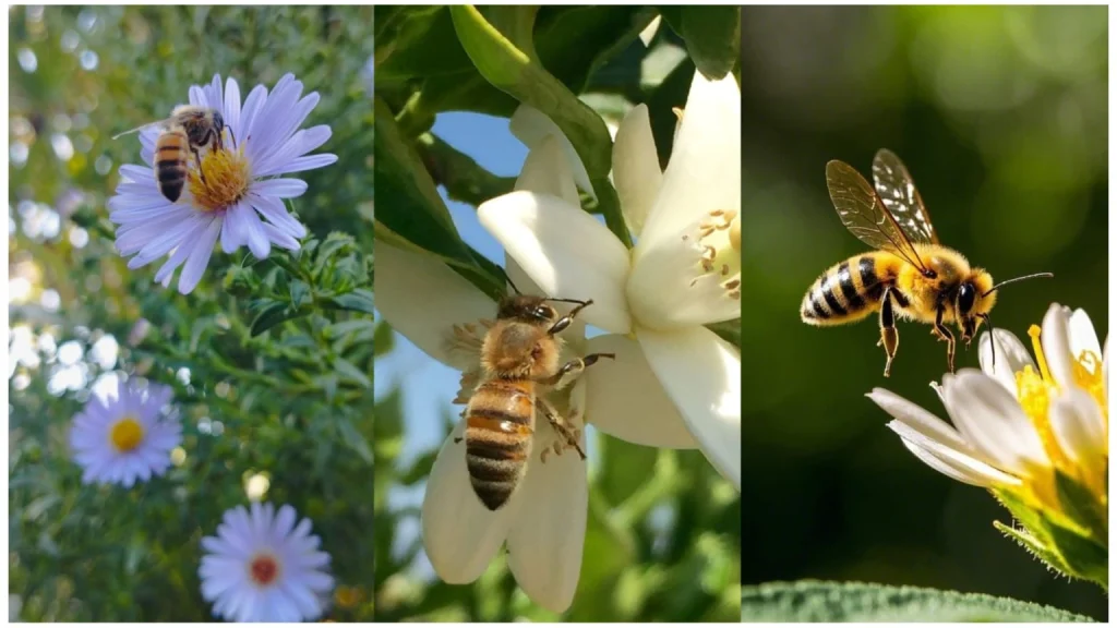 Sundarbans Flowers: Climate Risks to Honey Collectors