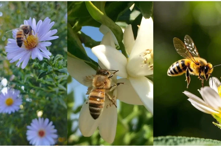 Sundarbans Flowers: Climate Risks to Honey Collectors