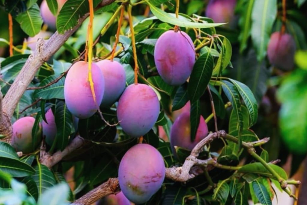 Miyazaki Mangoes