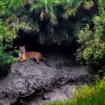 Sundarbans Mangrove Forest