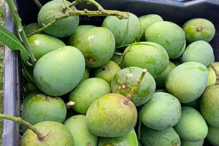 Mango