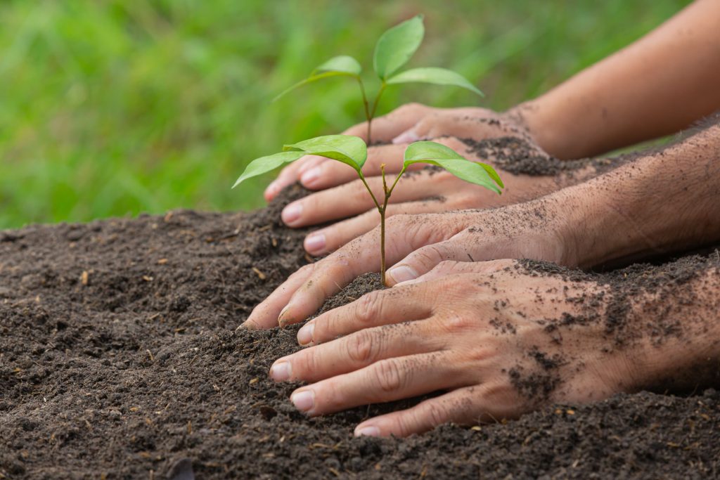 National Tree Plantation