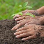 National Tree Plantation