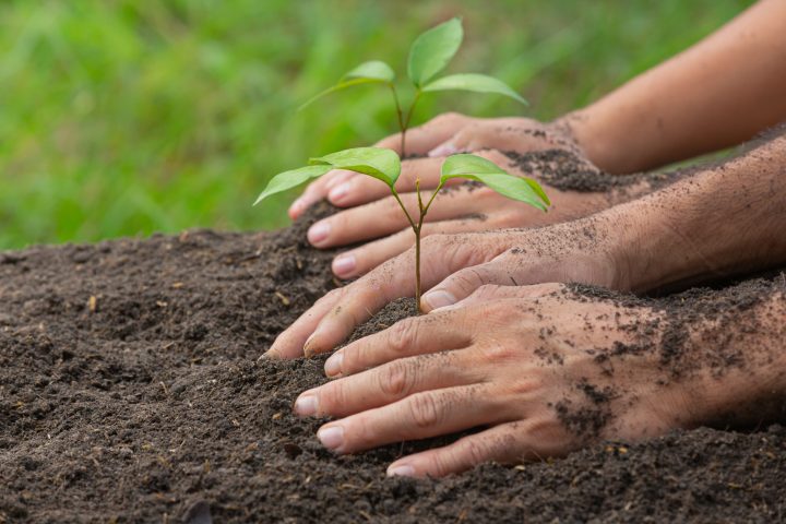 National Tree Plantation