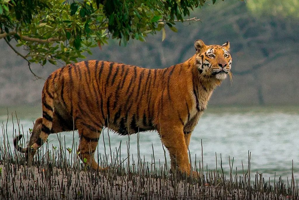 Sundarban