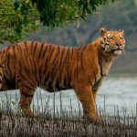 Sundarban
