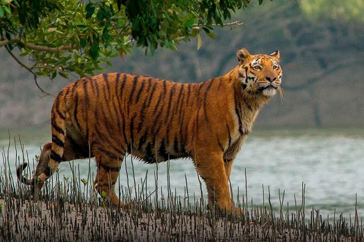 Sundarban