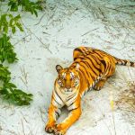 Sundarbans Mangrove Forests