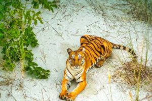 Sundarbans Mangrove Forests