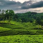tea garden sylhet