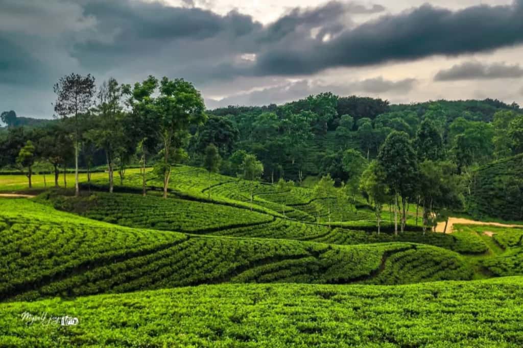 tea garden sylhet