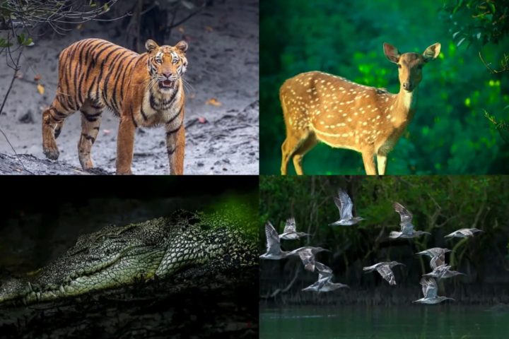Sundarbans
