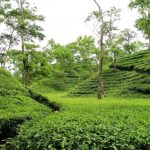 Tea Gardens in Sylhet