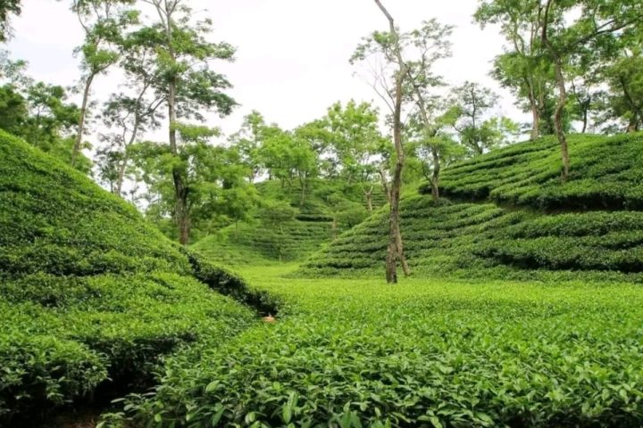Tea Gardens in Sylhet
