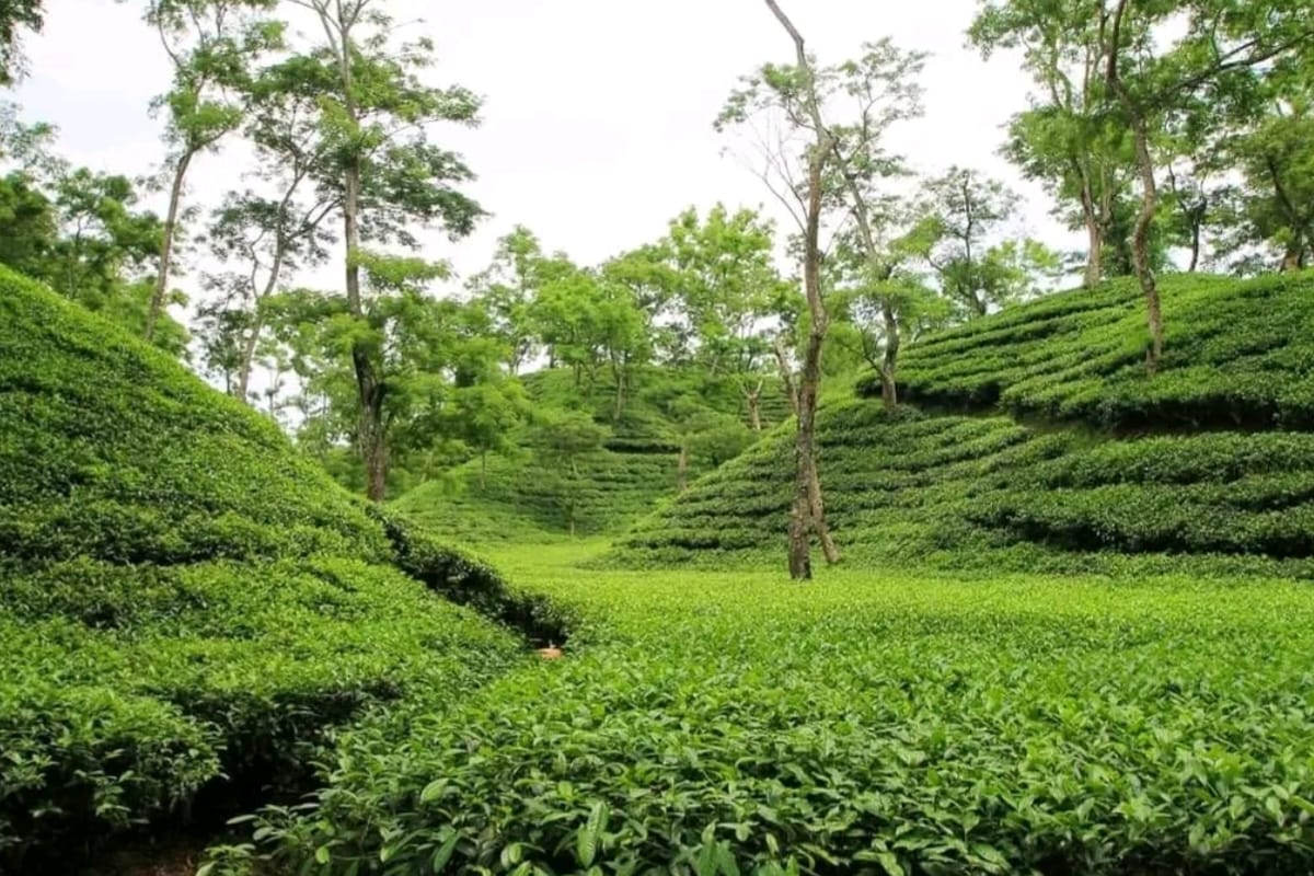 Tea Gardens in Sylhet