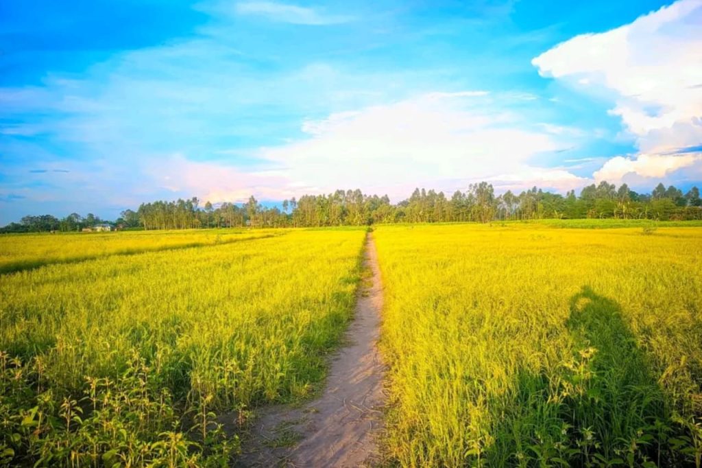 Rice field