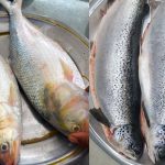 Hilsha and Salmon Fish