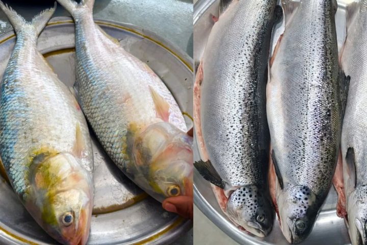 Hilsha and Salmon Fish