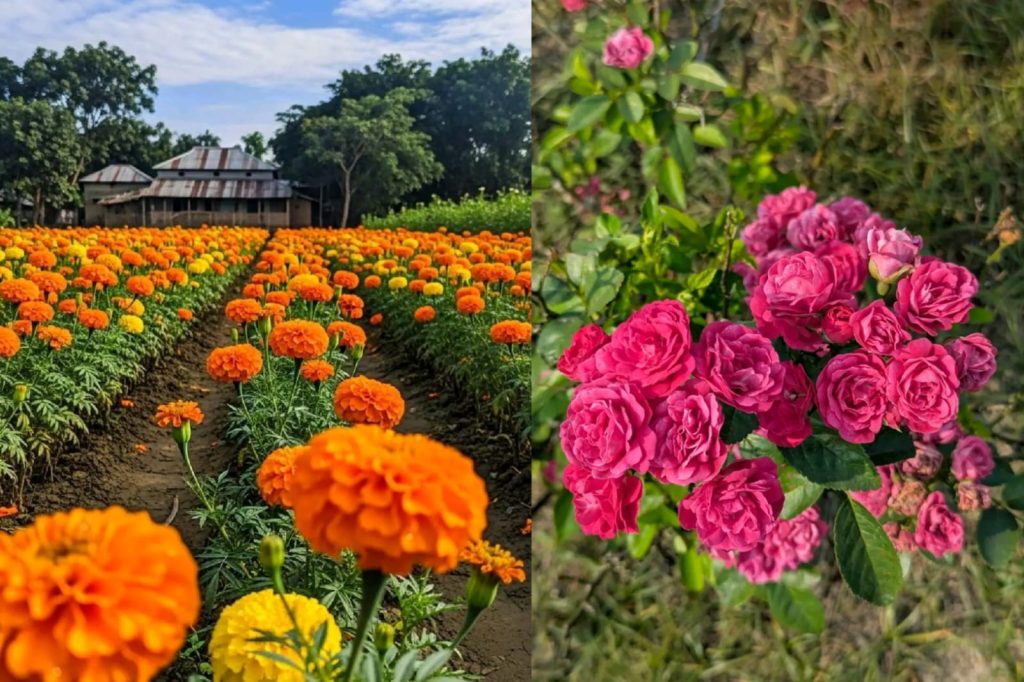 Bangladesh Floriculture