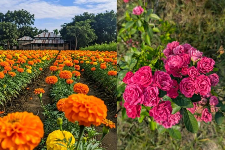 Bangladesh Floriculture
