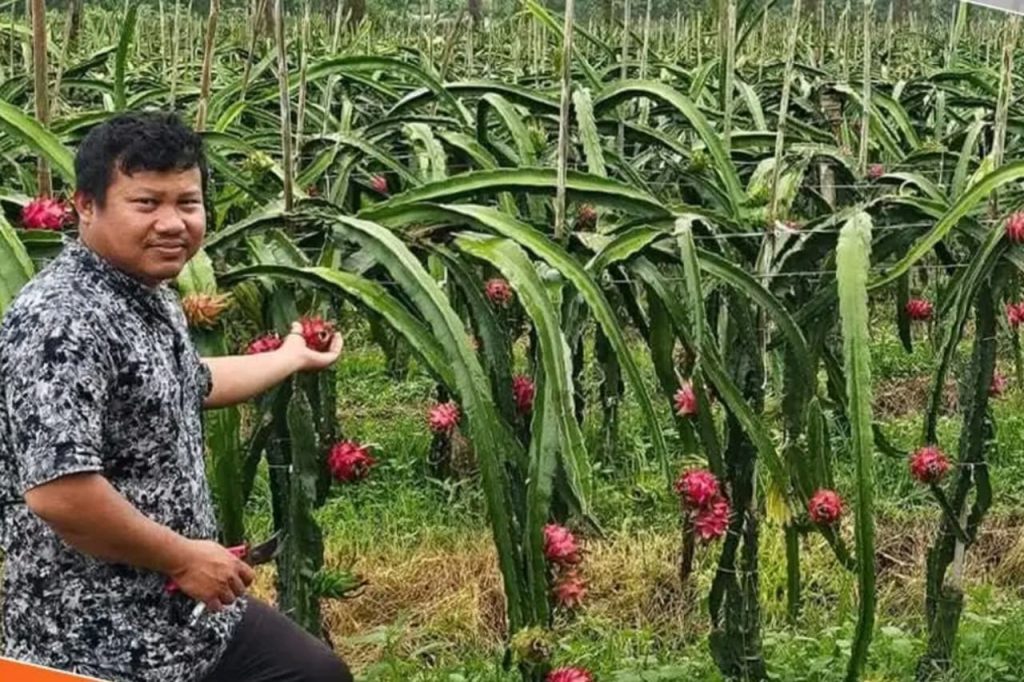 Bangladesh fruit cultivation