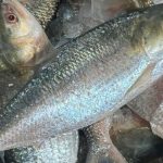 Hilsa