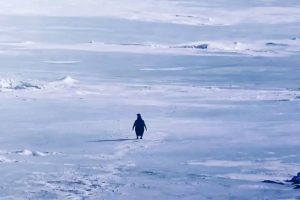 Nihilist Penguin Goes Viral: Clip That Broke Internet