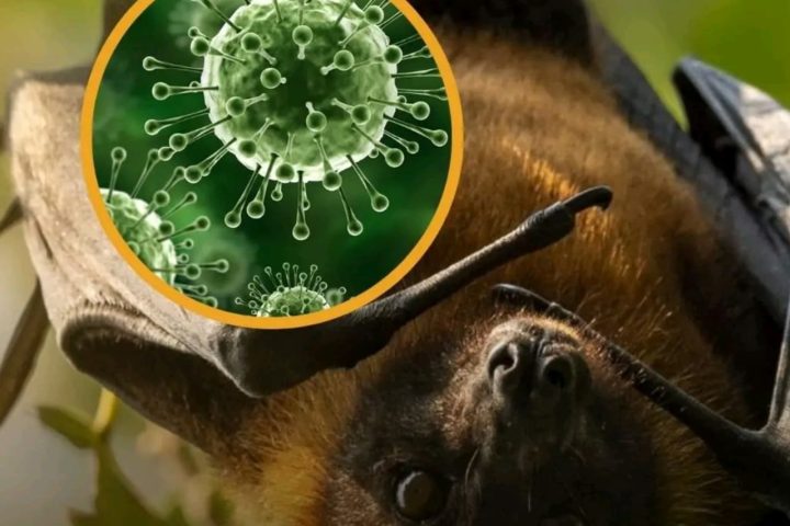 Nipah Virus
