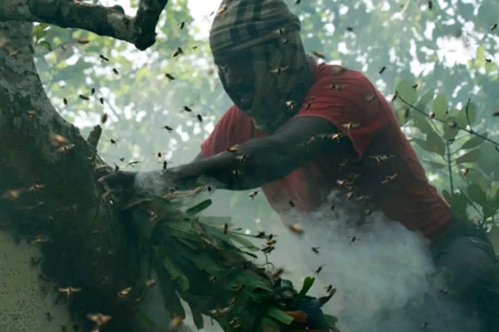 Sundarbans honey collectors