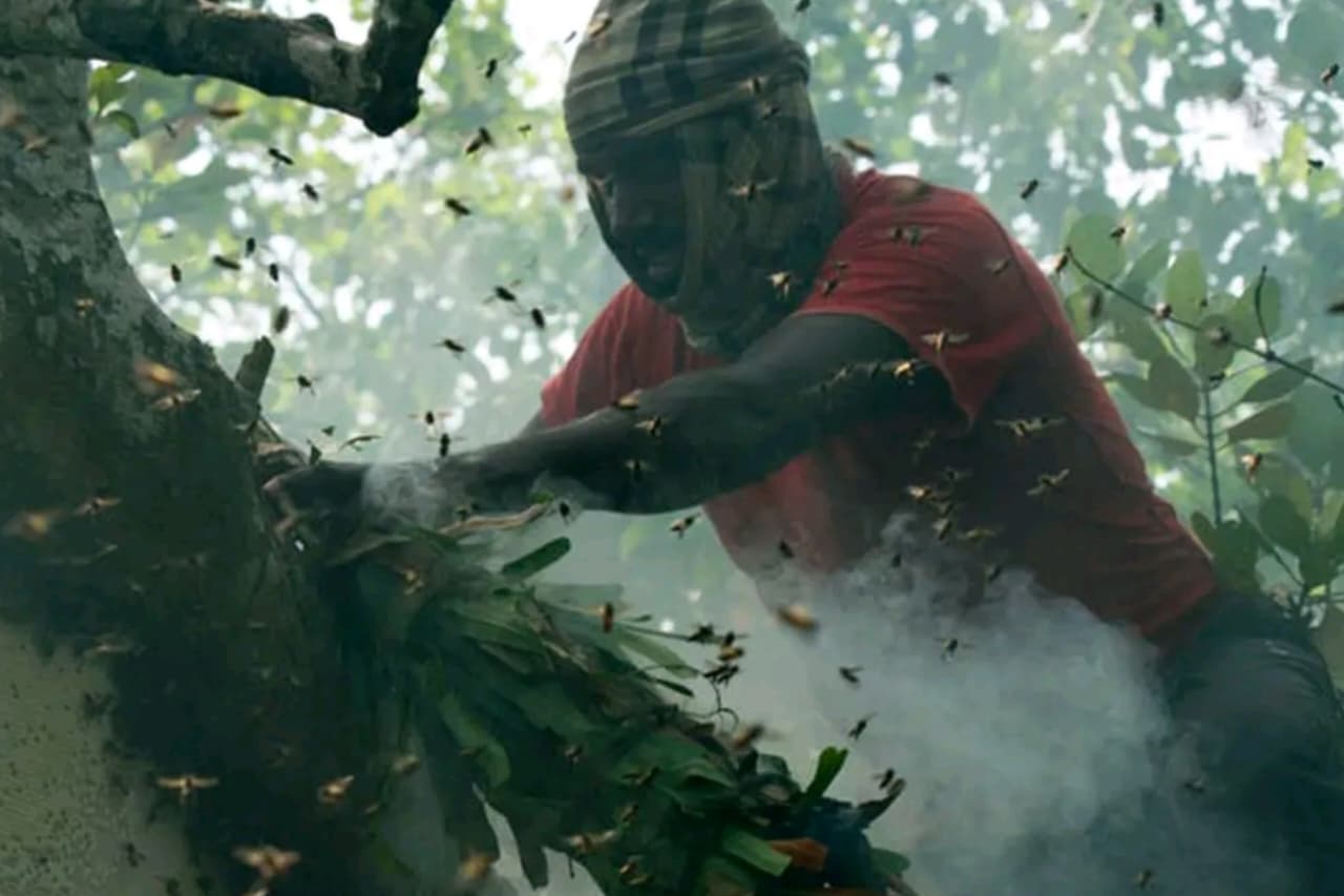 Sundarbans honey collectors