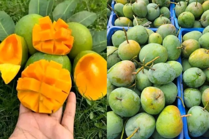 Mango