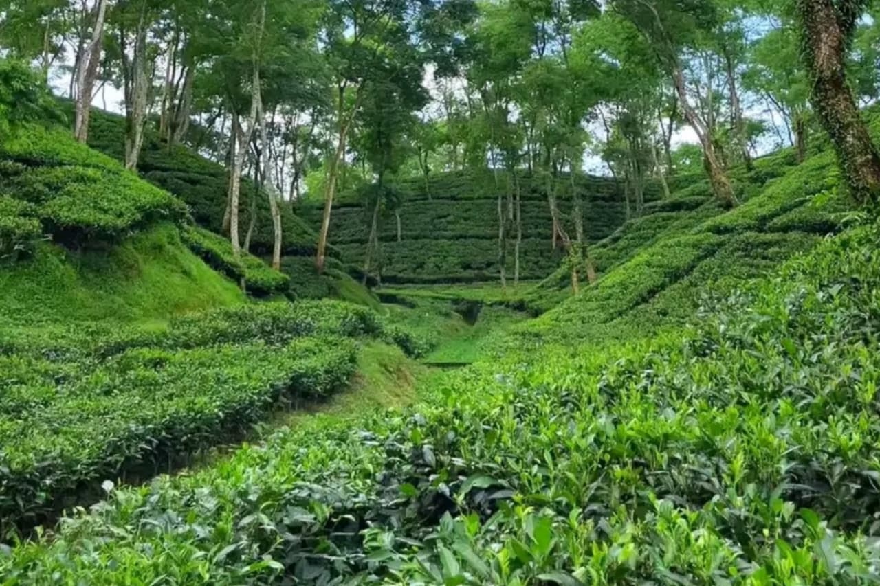 Tea Garden