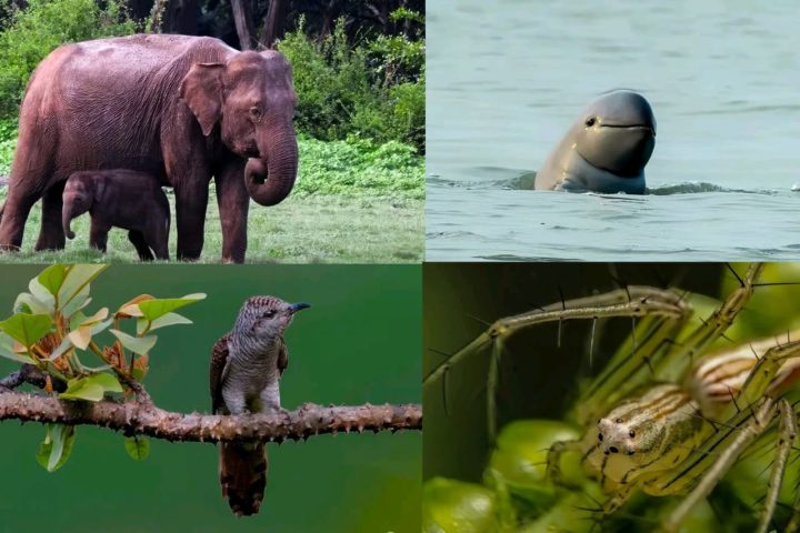 Teknaf Wildlife Sanctuary