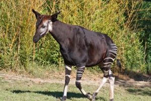 okapi