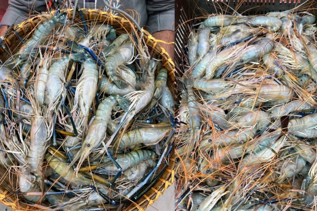 prawns