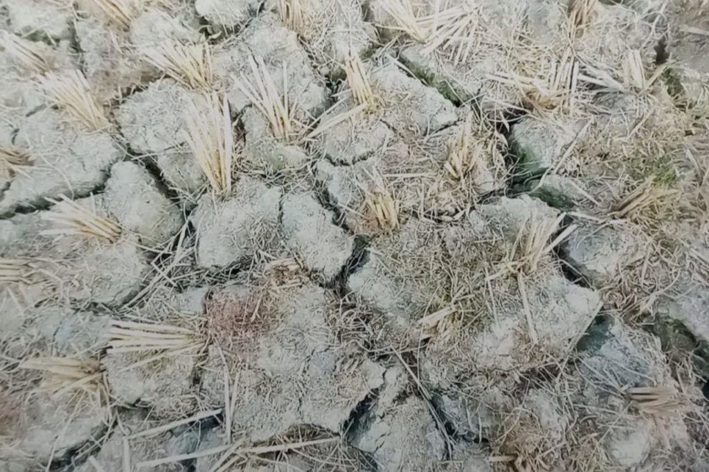 El Niño Effects on Bangladesh Rice Yields