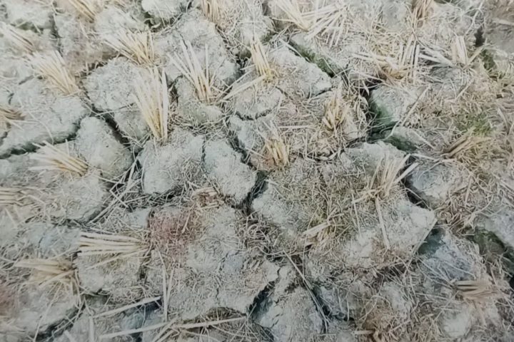 El Niño Effects on Bangladesh Rice Yields