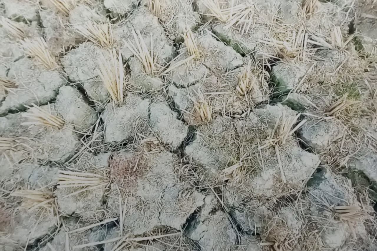 El Niño Effects on Bangladesh Rice Yields