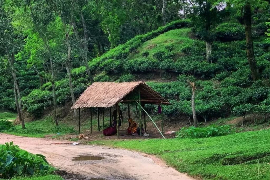 Lawachara National Park