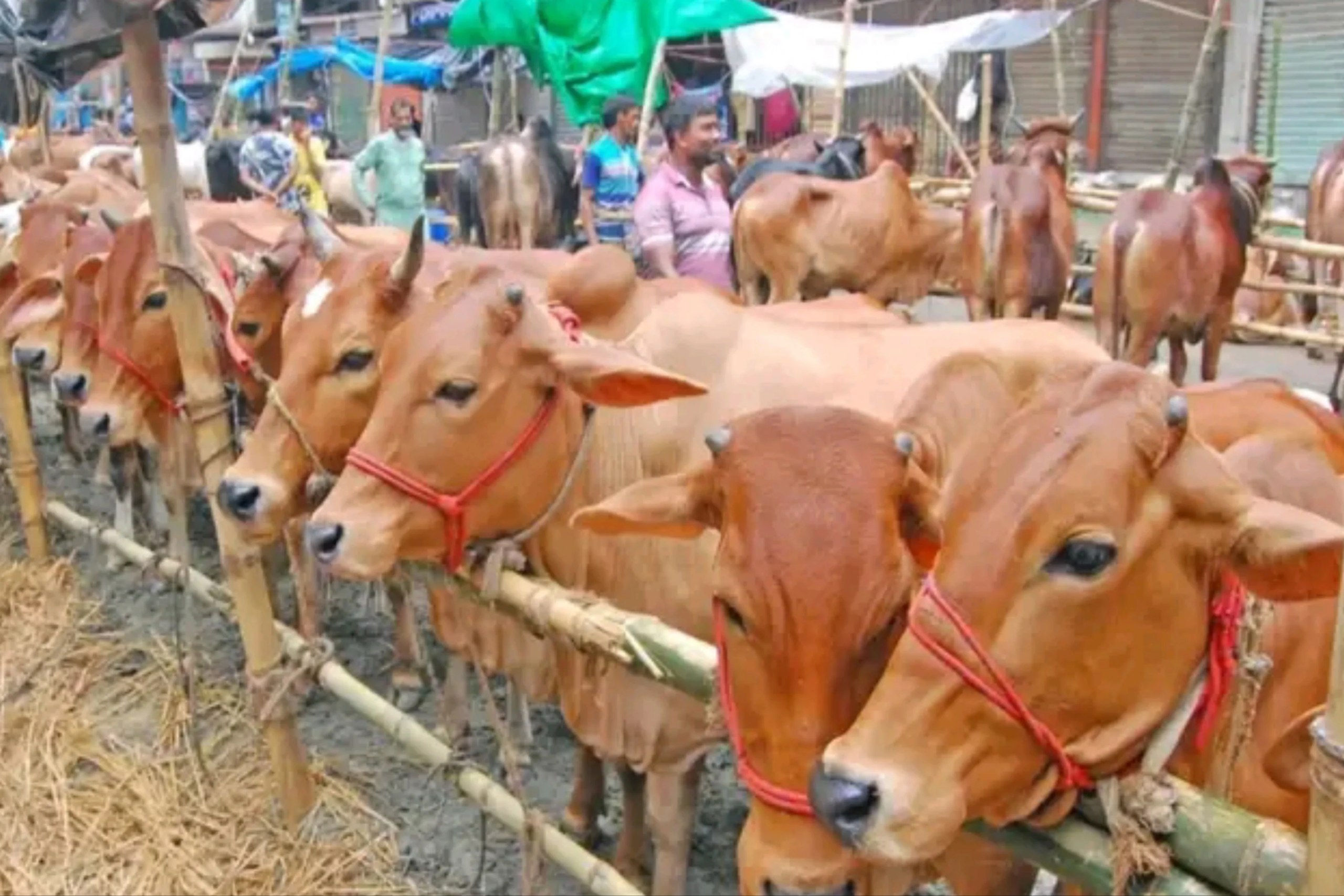 Eid-ul-Adha 2026