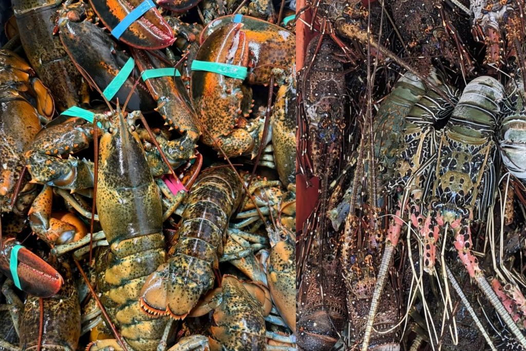 Lobster