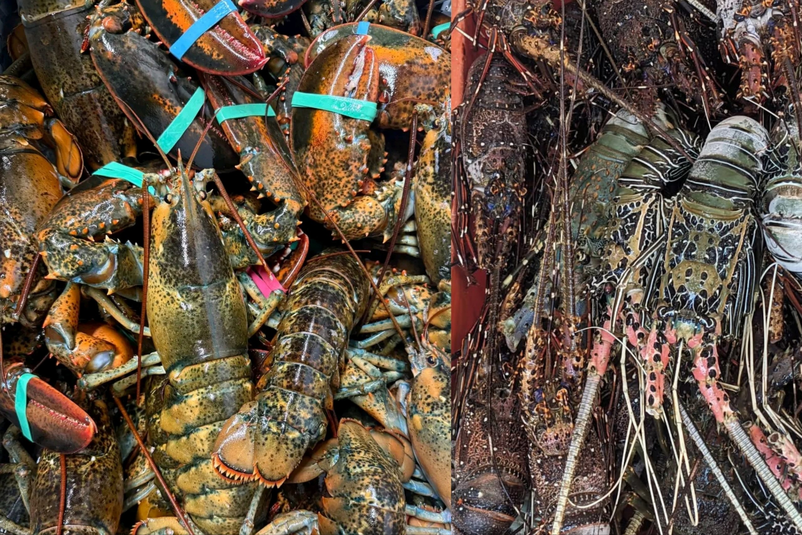 Lobster