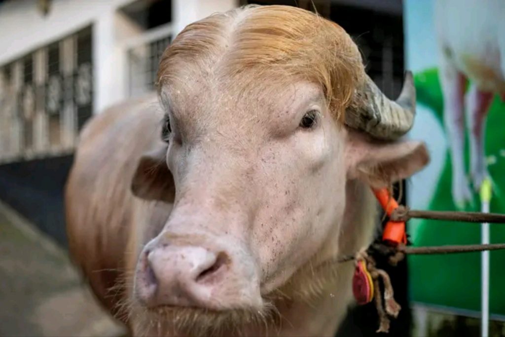 buffalo