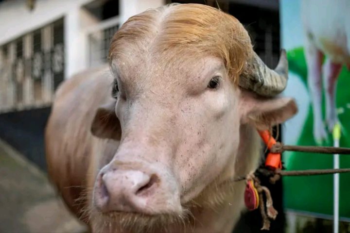 buffalo