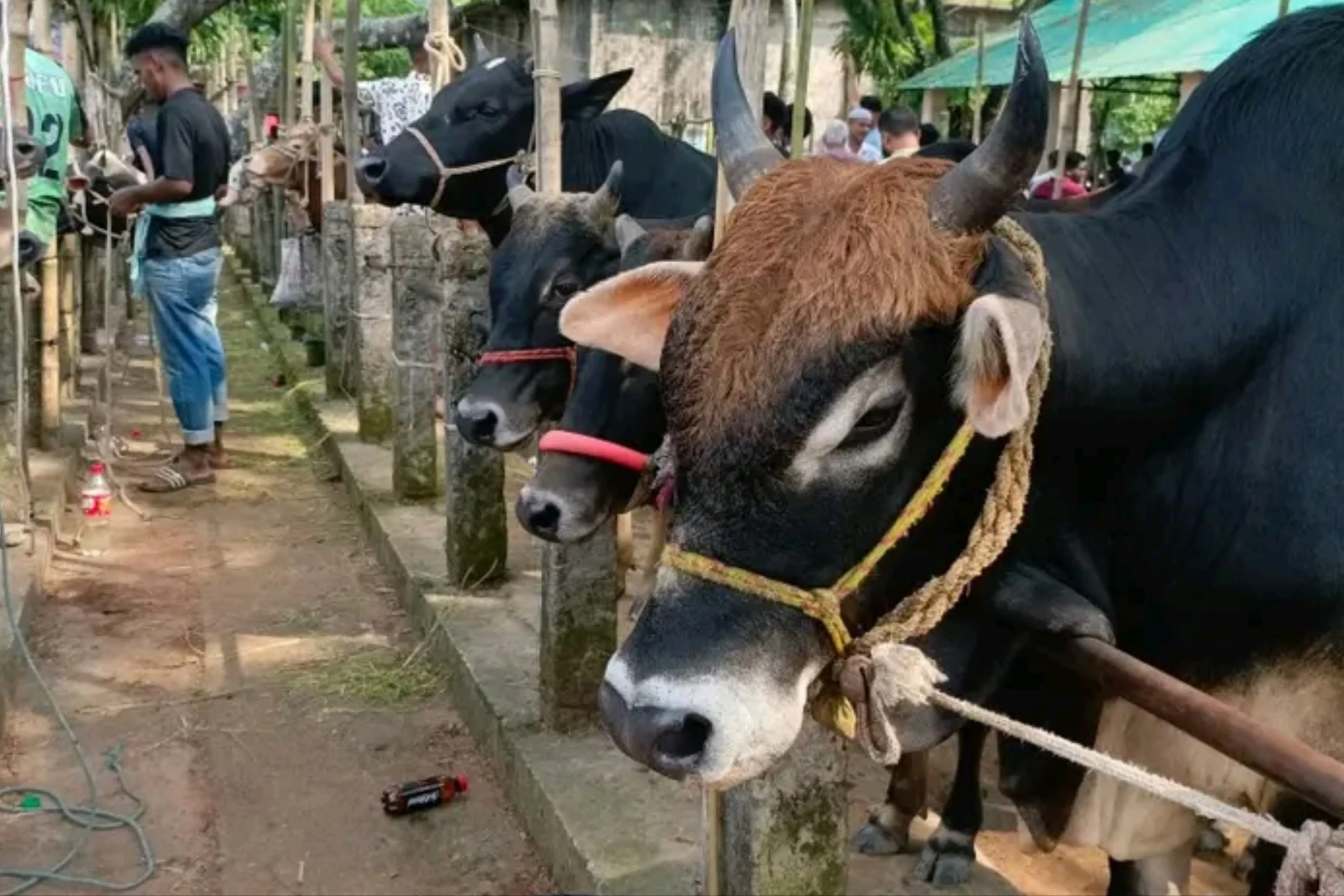 cattle markets