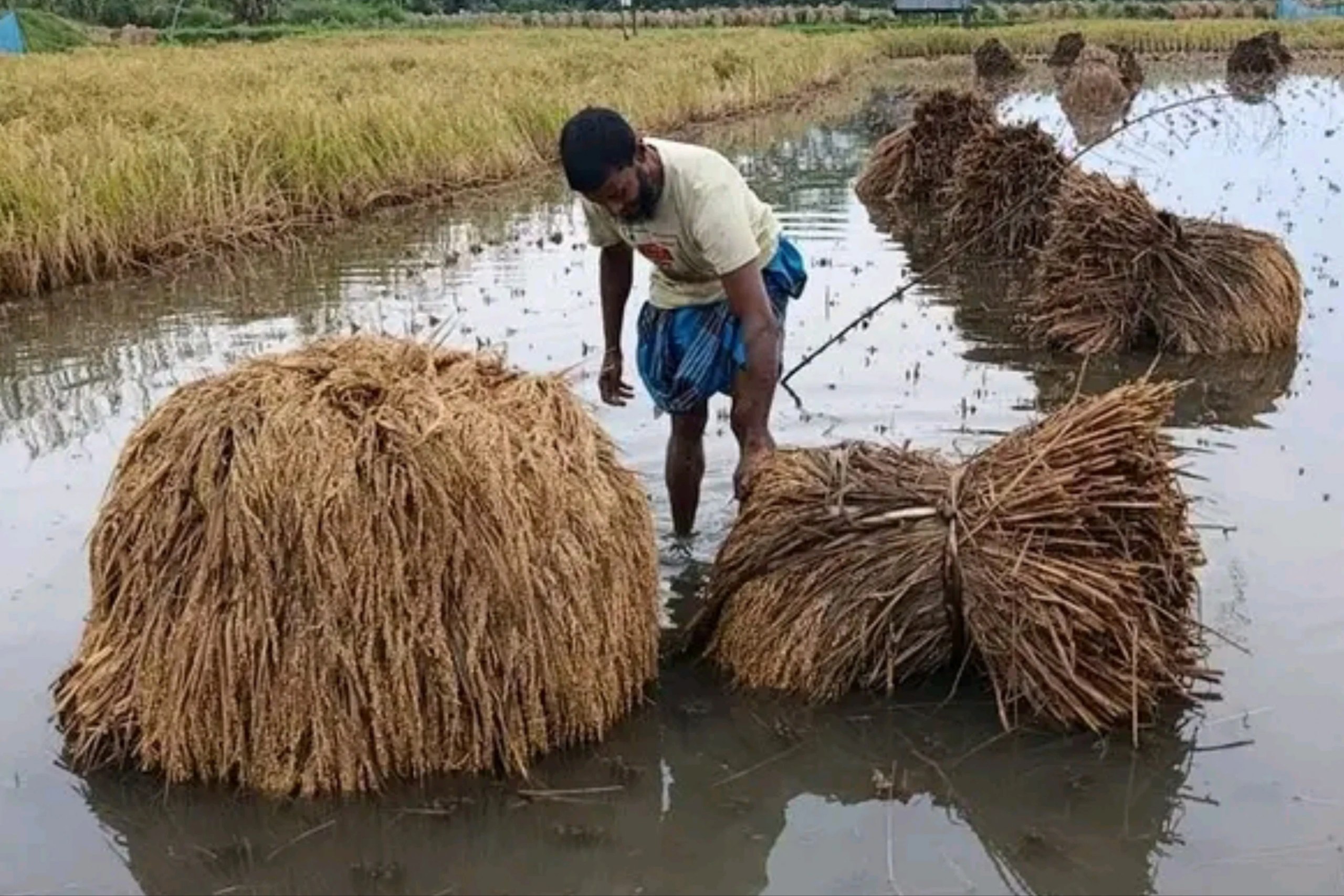 damaging rice fields